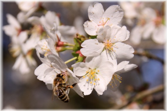 Wiśnia wczesna (Prunus incisa)