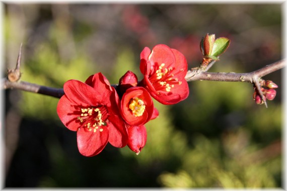 Pigwowiec (Chaenomeles sp.)