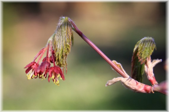 Klon japoński (Acer japonicum) 'Aconitifolium'