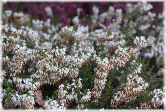 Wrzosiec krwisty (Erica carnea) 'Ice Princess'