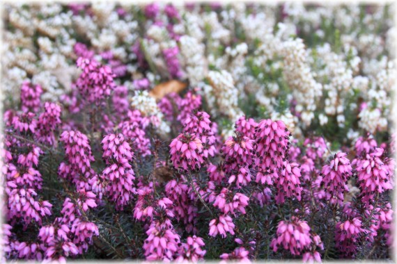 Wrzosiec krwisty (Erica carnea) 'Wintersonne'