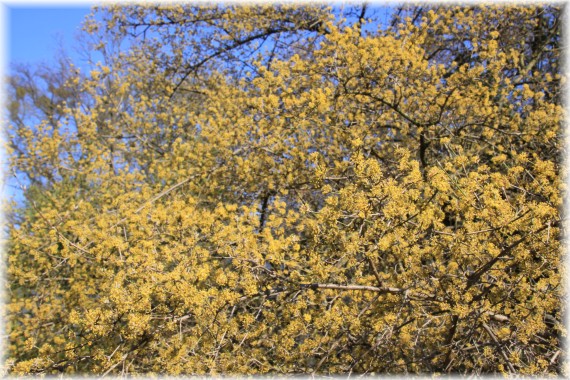 Dereń jadalny (Cornus mas)