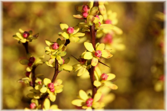 Berberys Thunberga (Berberis thunbergii) 'Powwow'