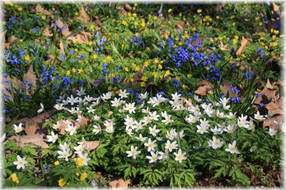 Zawiles gajowy (Anemone nemorosa), zawilec żółty (Anemone ranunculoides) i cebulica syberyjska (Scilla siberica)