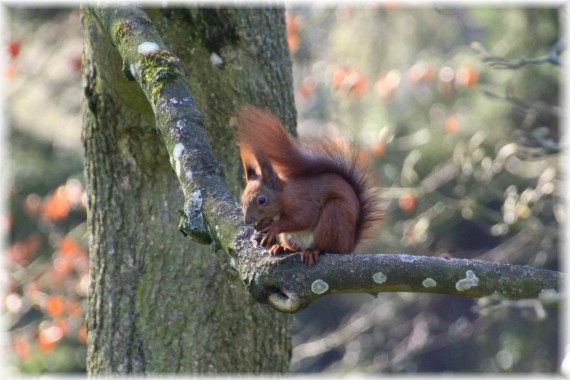 Wiewiórka pospolita (Sciurus vulgaris)