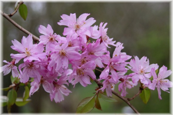 Wiśnia różowa (Prunus ×subhirtella) 'Fukubana'