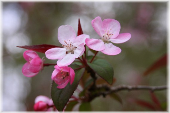 Malus hupehensis