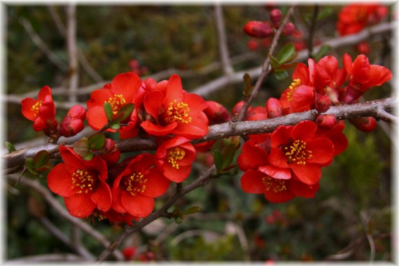 Pigwowiec (Chaenomeles sp.)