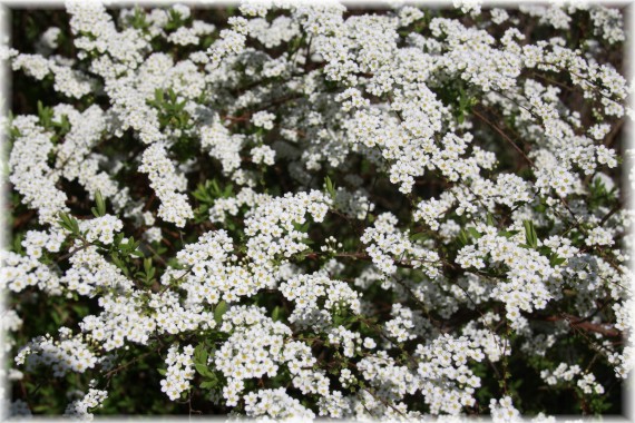 Tawuła norweska (Spiraea ×cinerea) 'Grefsheim'