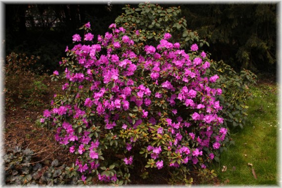 Różanecznik (Rhododendron) 'PJ Mezitt'