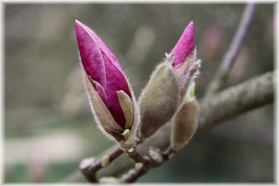 Magnolia pośrednia (Magnolia ×soulangeana) 'Rustica Rubra'