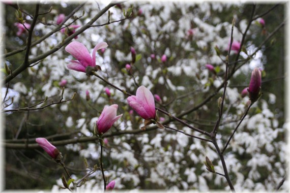 Magnolia 'Galaxy'