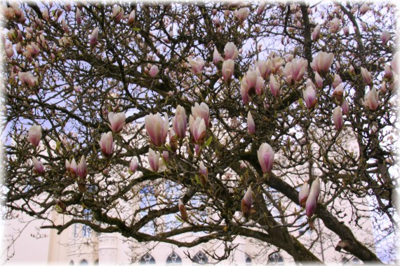 Magnolia pośrednia (Magnolia ×soulangeana)