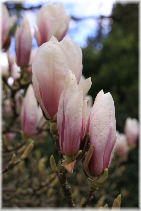 Magnolia pośrednia (Magnolia ×soulangeana)