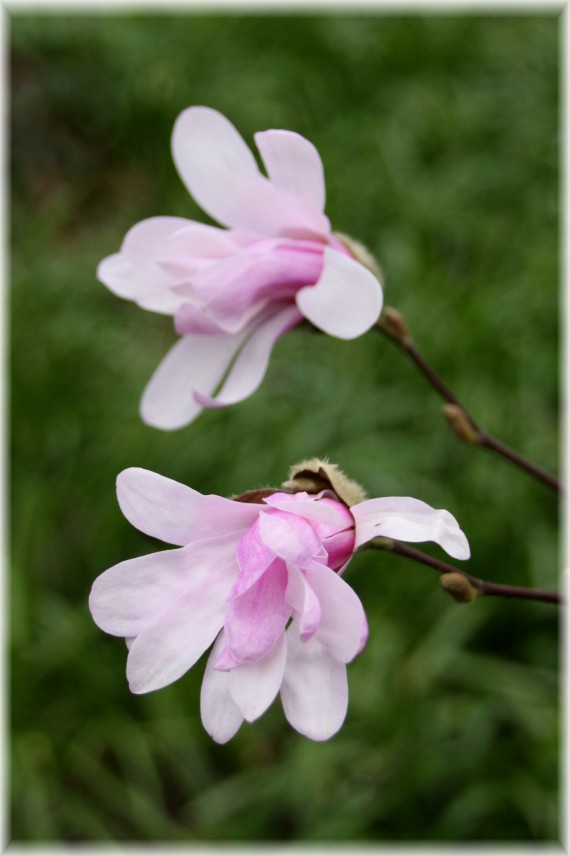 Magnolia Loebnera (Magnolia ×loebneri) 'Leonard Messel'