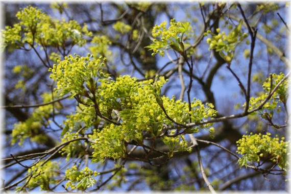 Klon zwyczajny (Acer platanoides)