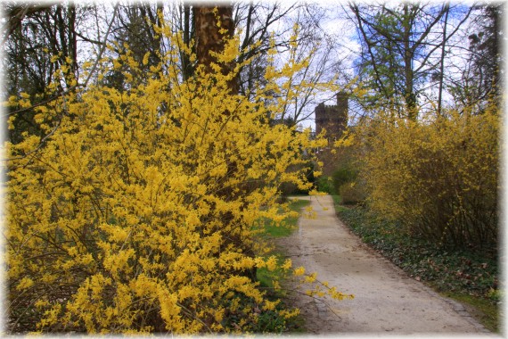 Forsycje (Forsythia sp.)