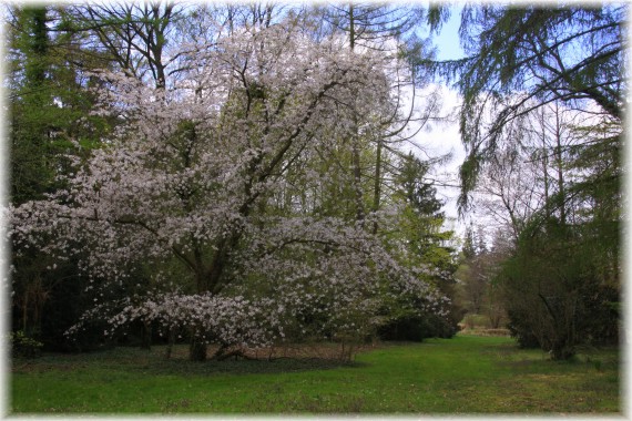 Wiśnia piłkowana (Prunus serrulata)