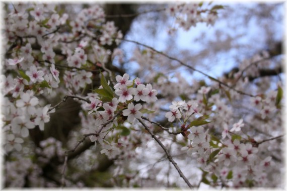 Wiśnia piłkowana (Prunus serrulata)