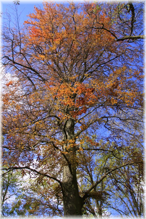 Buk pospolity (Fagus sylvatica) 'Atropunicea'