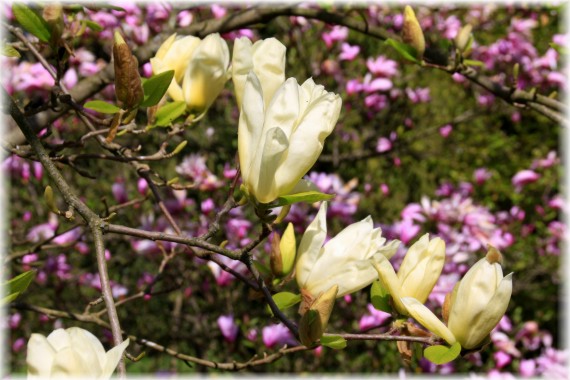 Magnolia 'Elizabeth'