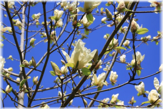 Magnolia 'Elizabeth'