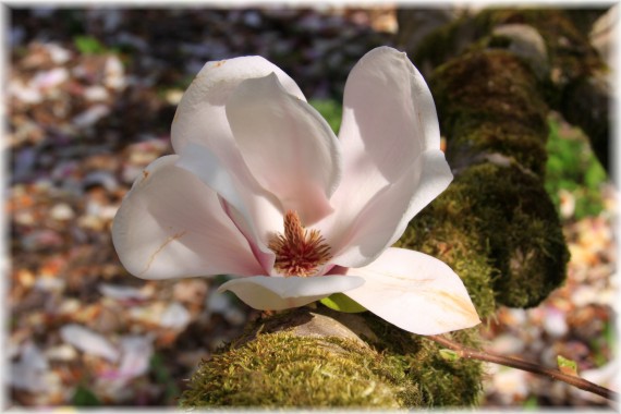 Magnolia pośrednia (Magnolia ×soulangeana)