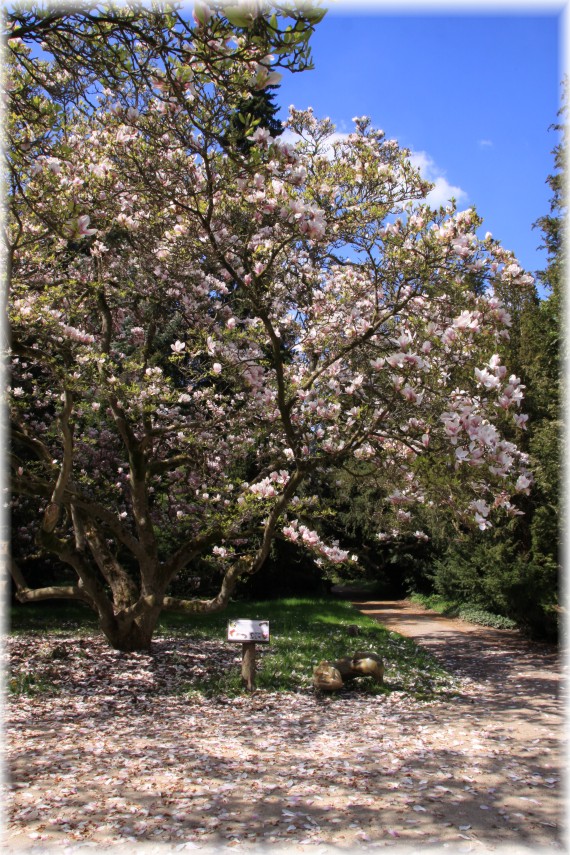 Magnolia pośrednia (Magnolia ×soulangeana)