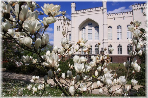 Magnolia pośrednia (Magnolia ×soulangeana) 'Lennei Alba'