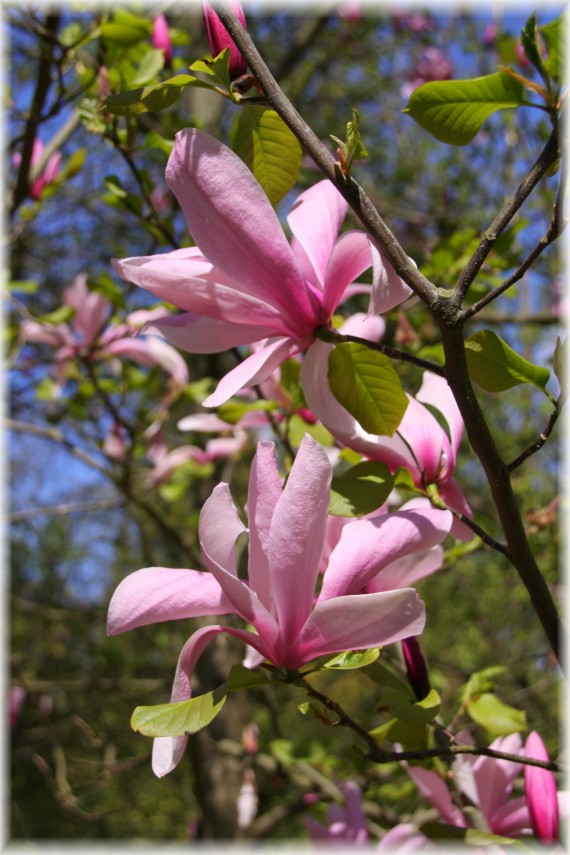 Magnolia 'Galaxy'