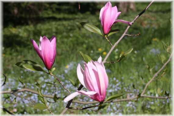 Magnolia 'Spectrum'