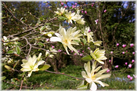 Magnolia 'Gold Star'