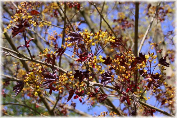 Klon pospolity (Acer platanoides) 'Crimson King'