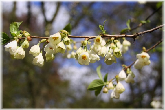 Ośnieża górska (Halesia monticola)