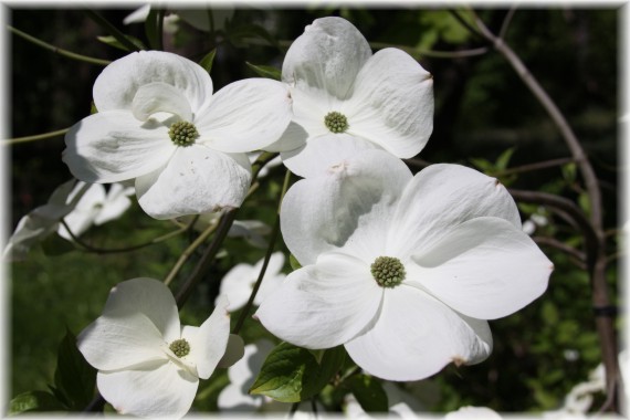 Dereń (Cornus) 'Eddie's White Wonder'