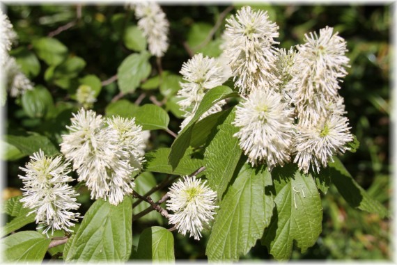 Fotergilla większa (Fothergilla major)