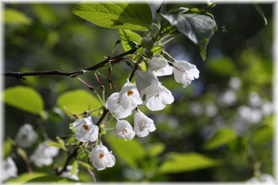 Ośnieża górska (Halesia minticola)