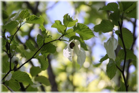 Dawidia chińska (Davidia involucrata)