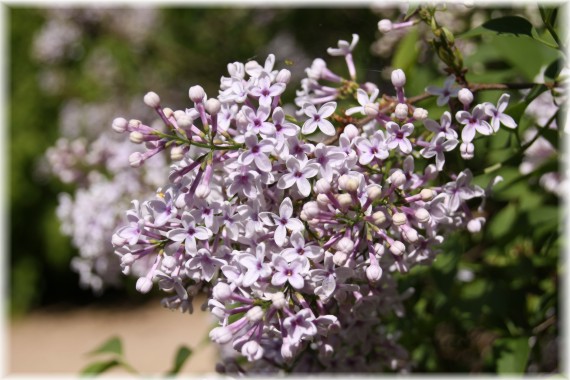 Lilak perski (Syringa ×persica)