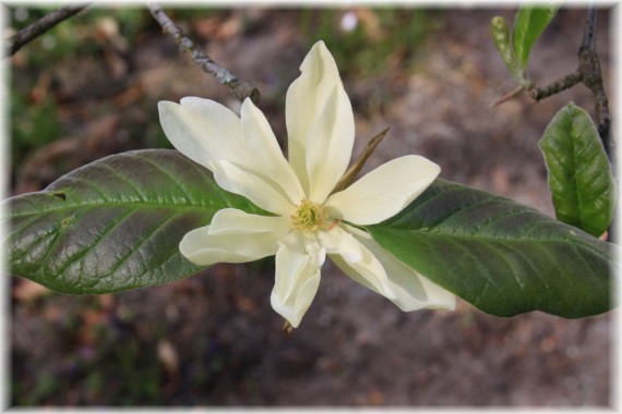 Magnolia 'Gold Star'