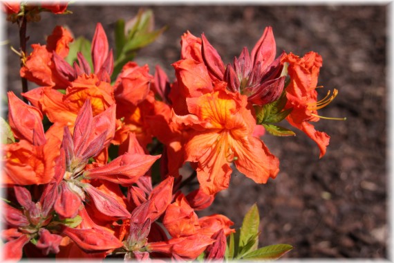 Azalia (Rhododendron) 'Bakkarat'