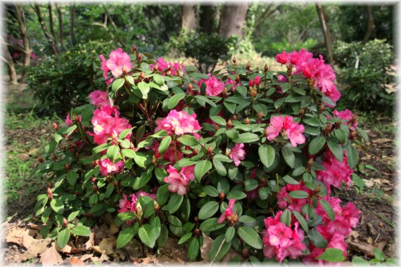 Różanecznik (Rhododendron) 'Hamburg'