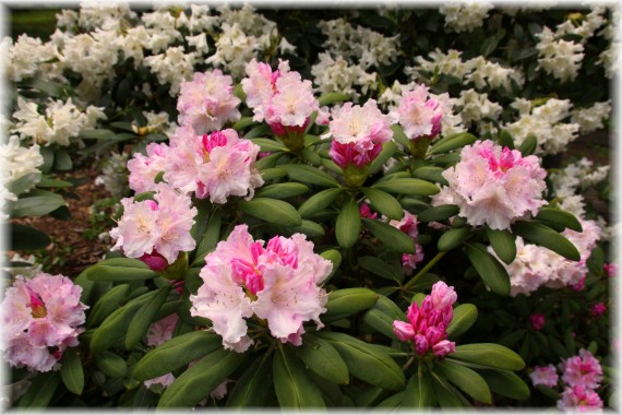 Różaneczniki (Rhododendron)