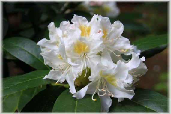 Różanecznik (Rhododendron) 'Cunningham's White'