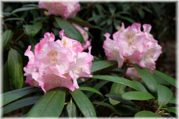 Różanecznik (Rhododendron) 'Ken Janeck'