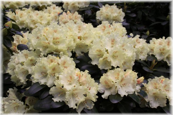 Różanecznik (Rhododendron) 'Marietta'