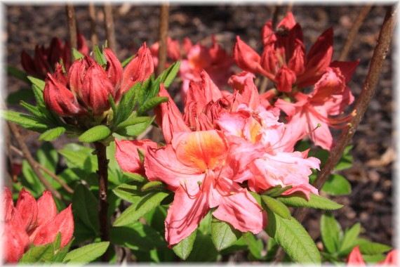 Azalia (Rhododendron) 'Strawberry Ice'