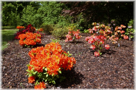 Azalie (Rhododendron)