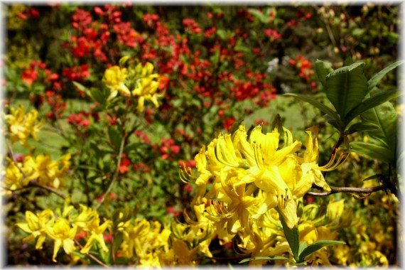 Azalie (Rhododendron)