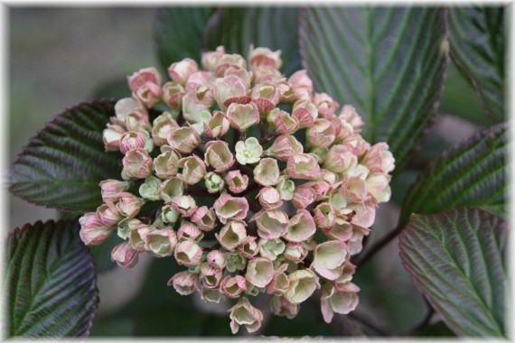 Kalina japońska (Viburnum plicatum) 'Mary Milton'